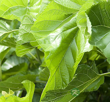 桑叶的作用与功效 桑叶泡茶喝的养生功效