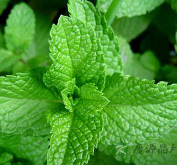 夏季养生不能少了这三片叶 薄荷叶清凉解暑