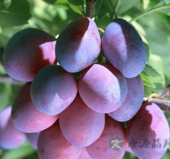 吃什么水果可以长高？哪些食物可以助高？