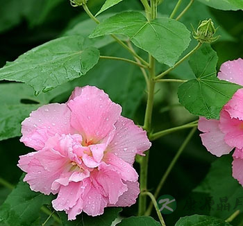 芙蓉花的功效与作用 花叶根皆可入药