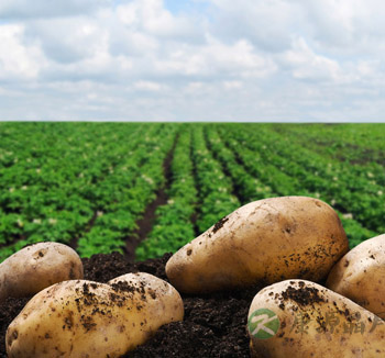 健康养生还美容 中国女人不可错过六种滋养膳食