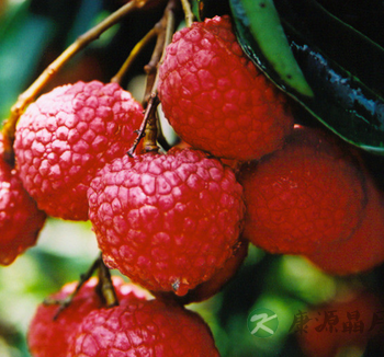 夏季养生吃什么好 适合夏季吃的水果有哪些 夏季养生吃什么好 适合夏季吃的水果有哪些