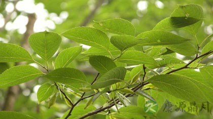 杜仲的作用与功效及食用方法