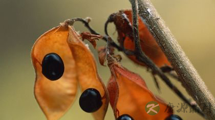 黑豆的功效与作用及食用方法 黑豆的功效与作用及食用方法