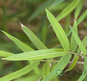 中药大全 哪些中药有祛暑、防中暑作用？