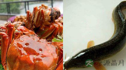 螃蟹不能与七种食物同食