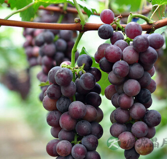 吃什么降血脂 20种健康食物帮你清血降脂