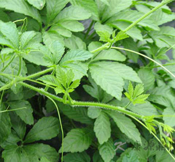 什么最能抗衰老 盘点10种最有效抗衰老的中药