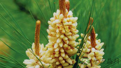 松花粉的功效与作用多 松花粉的功效与作用多