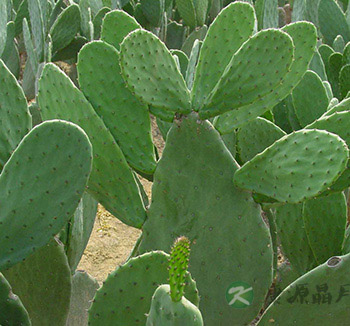 夏季饮食 吃这9种苦味菜帮助消化祛除体热 夏季饮食 吃这9种苦味菜帮助消化祛除体热