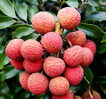 男人肾虚吃什么食物 推荐十种补肾食物