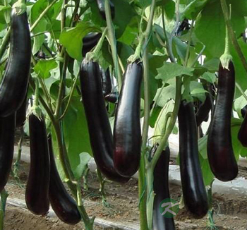 哪些食物吃了不发胖 吃了不发胖的食物你了解么