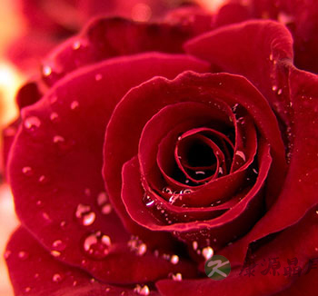 玫瑰花的中药用途 玫瑰花的功效与作用 玫瑰花的中药用途 玫瑰花的功效与作用