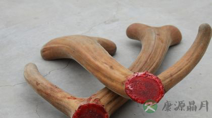 鹿茸的功效与作用及食用方法 鹿茸的功效与作用及食用方法