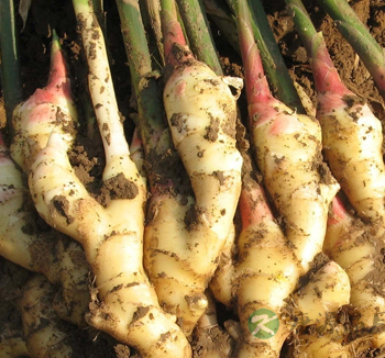 生姜的作用有哪些 生姜的作用：治冻疮感冒哮喘