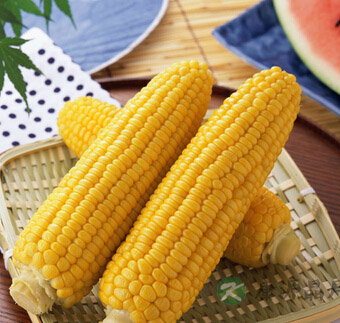 吃什么养胃 养胃的食物有哪些? 吃什么养胃 养胃的食物有哪些?