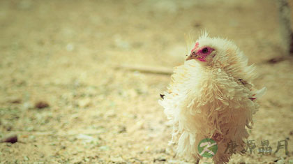 炖鸡的做法大全