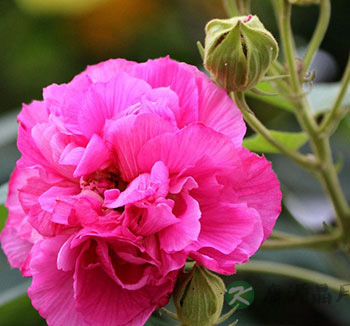 芙蓉花的功效与作用 花叶根皆可入药