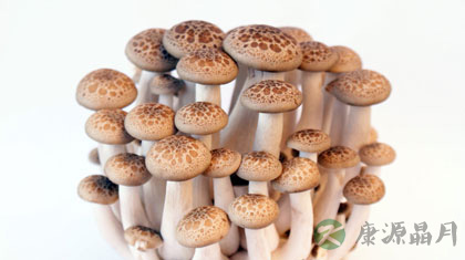 “蘑”出健康 鲜美营养