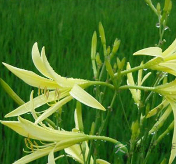 夏季养生排毒 9大养生食物清热解毒