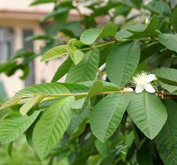 水果养生常识 番石榴营养丰富但容易上火