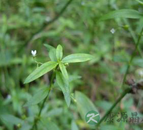 疏肝解郁的药方养生 疏肝解郁的中医药方
