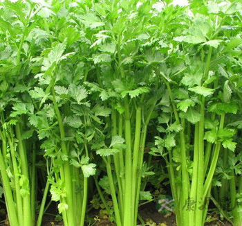 芹菜有些什么功效 芹菜食疗的8大功效 芹菜有些什么功效 芹菜食疗的8大功效