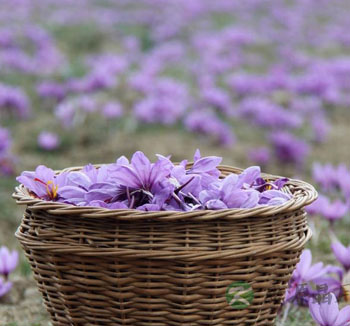 藏红花的作用与功效 藏红花有什么好处 藏红花的作用与功效 藏红花有什么好处