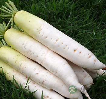 夏天吃萝卜好处多 能够帮身体撑起保护伞