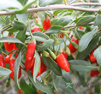枸杞子虽好吃多也不行 枸杞子有哪些副作用