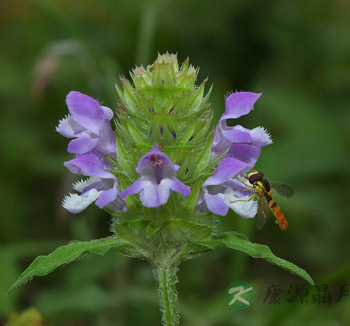夏枯草的功效与作用与食用方法