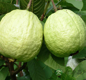 水果养生常识 番石榴营养丰富但容易上火