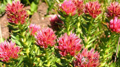 红景天功效作用及吃法 红景天功效作用及吃法