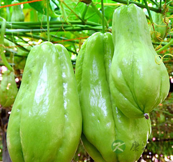 6月份吃什么最养生最应季 推荐11种时令蔬菜