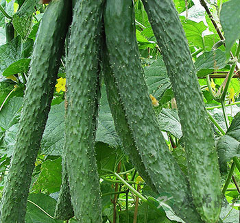 七月食瓜清热解暑 夏季必吃哪些瓜？