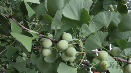 白果的功效及其作用 白果的功效及其作用