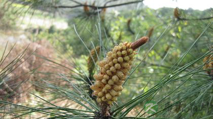 松花粉的功效与作用多 松花粉的功效与作用多