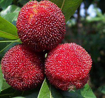 饮食养生常识 糖尿病患者可以吃杨梅吗