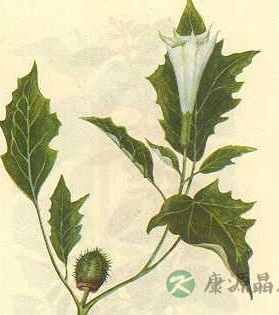 世间真有蒙汗药吗 世间真有蒙汗药吗