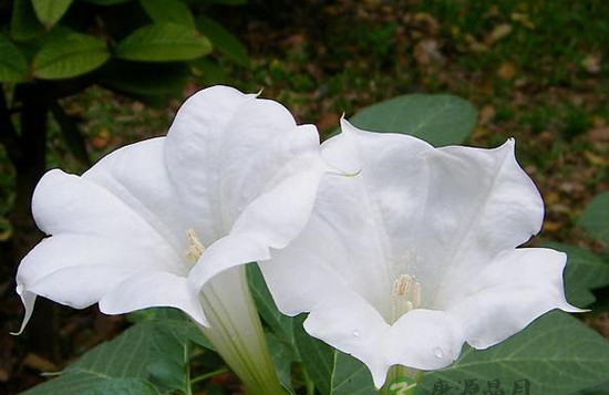 世间真有蒙汗药吗 世间真有蒙汗药吗