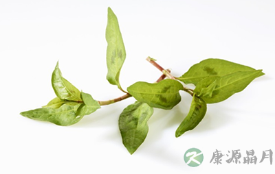 香菜如何成为治病的良药？
