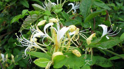 金银花更名涉腐 金银花偏方大全