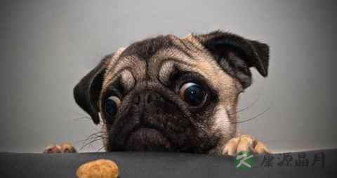 宠物身上有哪些传染病菌_宠物身上的传染病菌