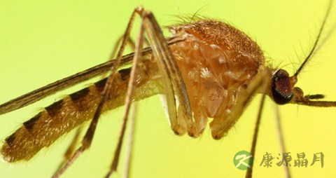 宝宝防蚊的方法_宝宝防蚊的措施 宝宝防蚊的方法_宝宝防蚊的措施