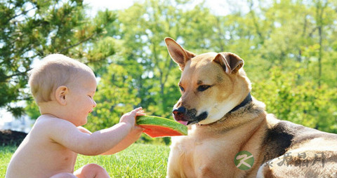 宠物对宝宝的影响_宠物对宝宝有何影响