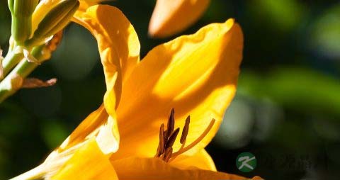 孕妇能吃黄花菜吗