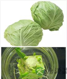 寒假里和孩子一起体验水培蔬菜的乐趣！