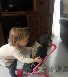 美国1岁半小女孩迷恋猫头鹰 同吃同睡