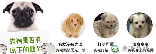 总爱得皮肤病的毛小孩究竟是为啥？