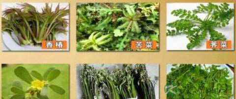 春季别乱采乱吃野菜 误吃或丧命